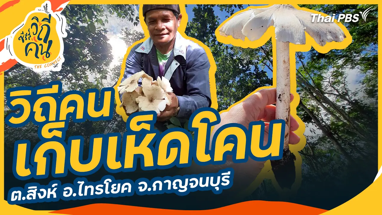 วิถีคนเก็บเห็ดโคน ต.สิงห์ อ.ไทรโยค จ.กาญจนบุรี