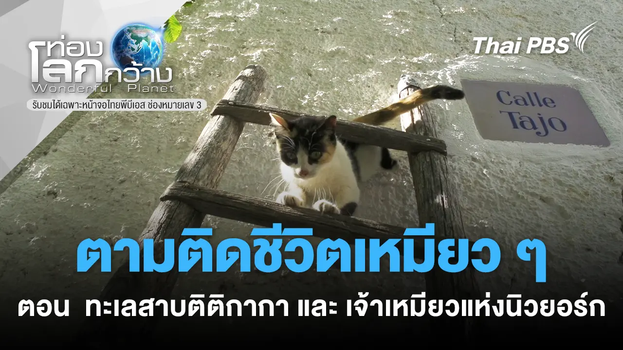 ตามติดชีวิตเหมียว ๆ ตอน ทะเลสาบติติกากา และเจ้าเหมียวแห่งนิวยอร์ก