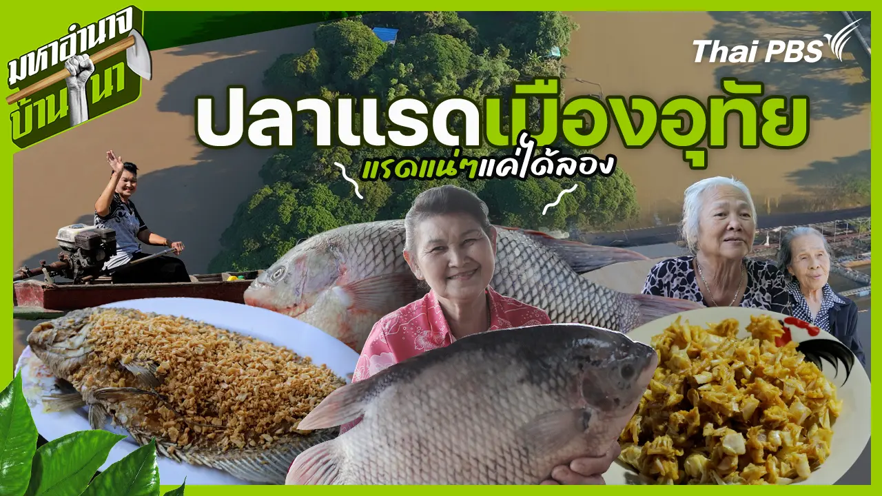 ปลาแรดเมืองอุทัย แรดแน่ ๆ แค่ได้ลอง