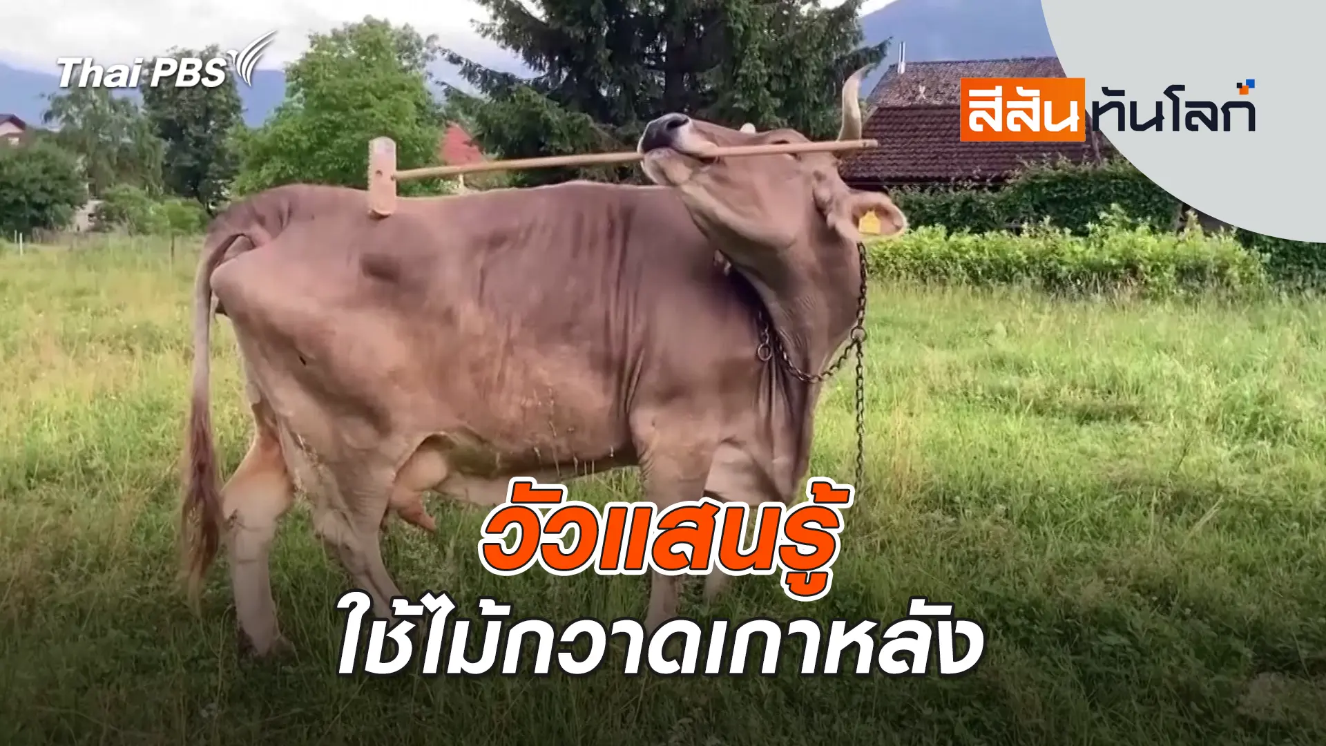 วัวแสนรู้ใช้ไม้กวาดเกาหลัง | 25 ม.ค. 69