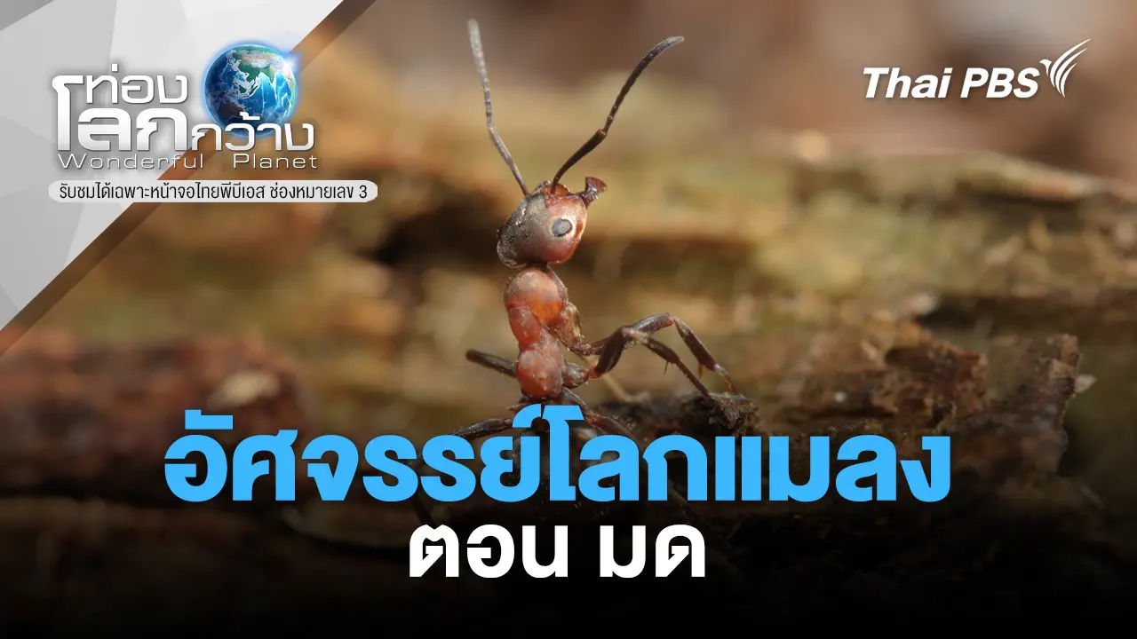 อัศจรรย์โลกแมลง  ตอน มด