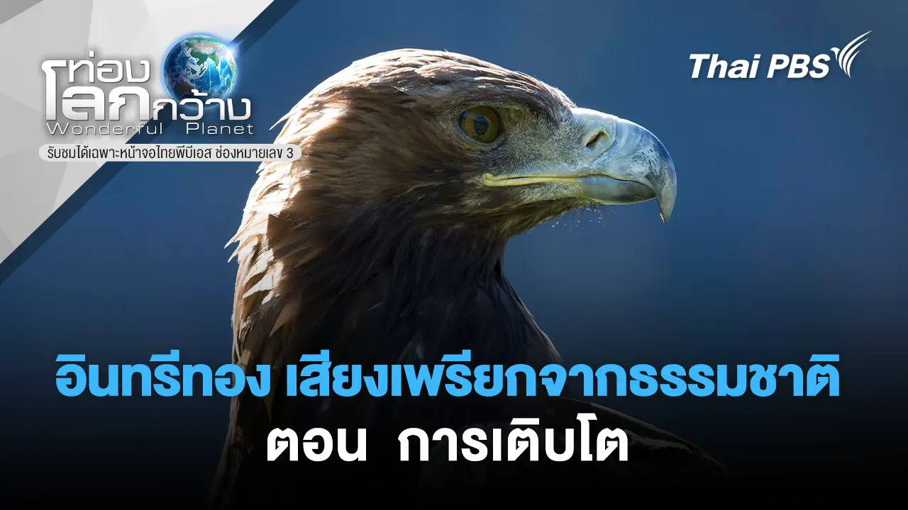 อินทรีทอง-เสียงเพรียกจากธรรมชาติ ตอน  การเติบโต