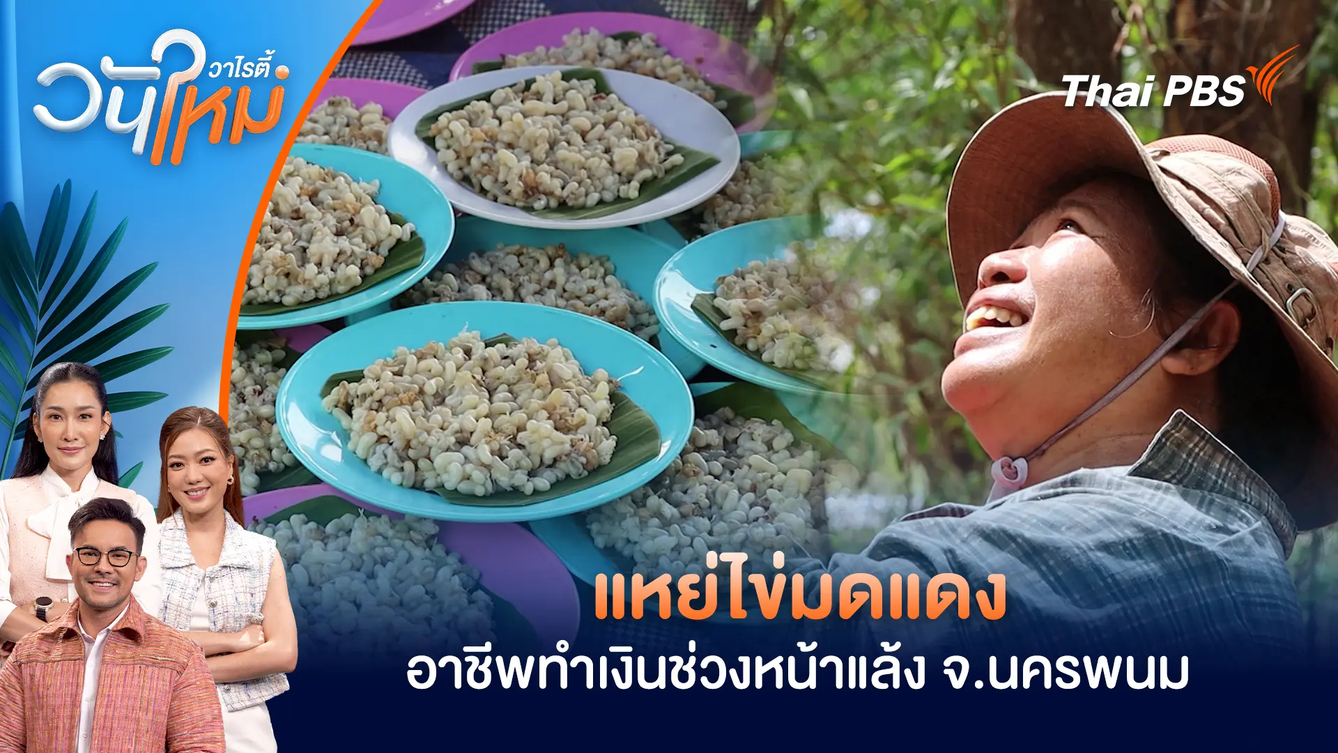 แหย่ไข่มดแดง อาชีพทำเงินช่วงหน้าแล้ง จ.นครพนม