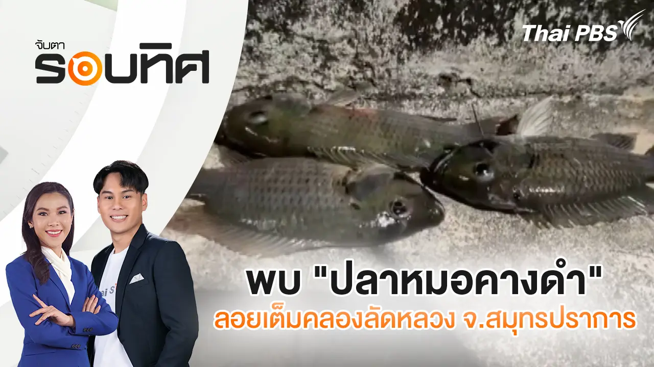 พบ "ปลาหมอคางดำ" ลอยเต็มคลองลัดหลวง จ.สมุทรปราการ