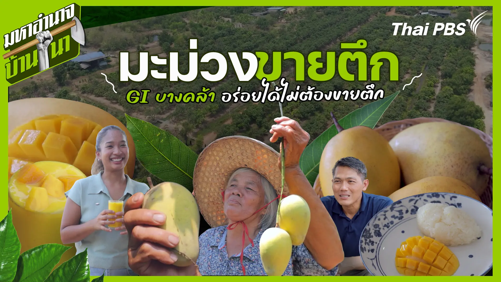 มะม่วงขายตึก GI บางคล้า อร่อยได้ไม่ต้องขายตึก