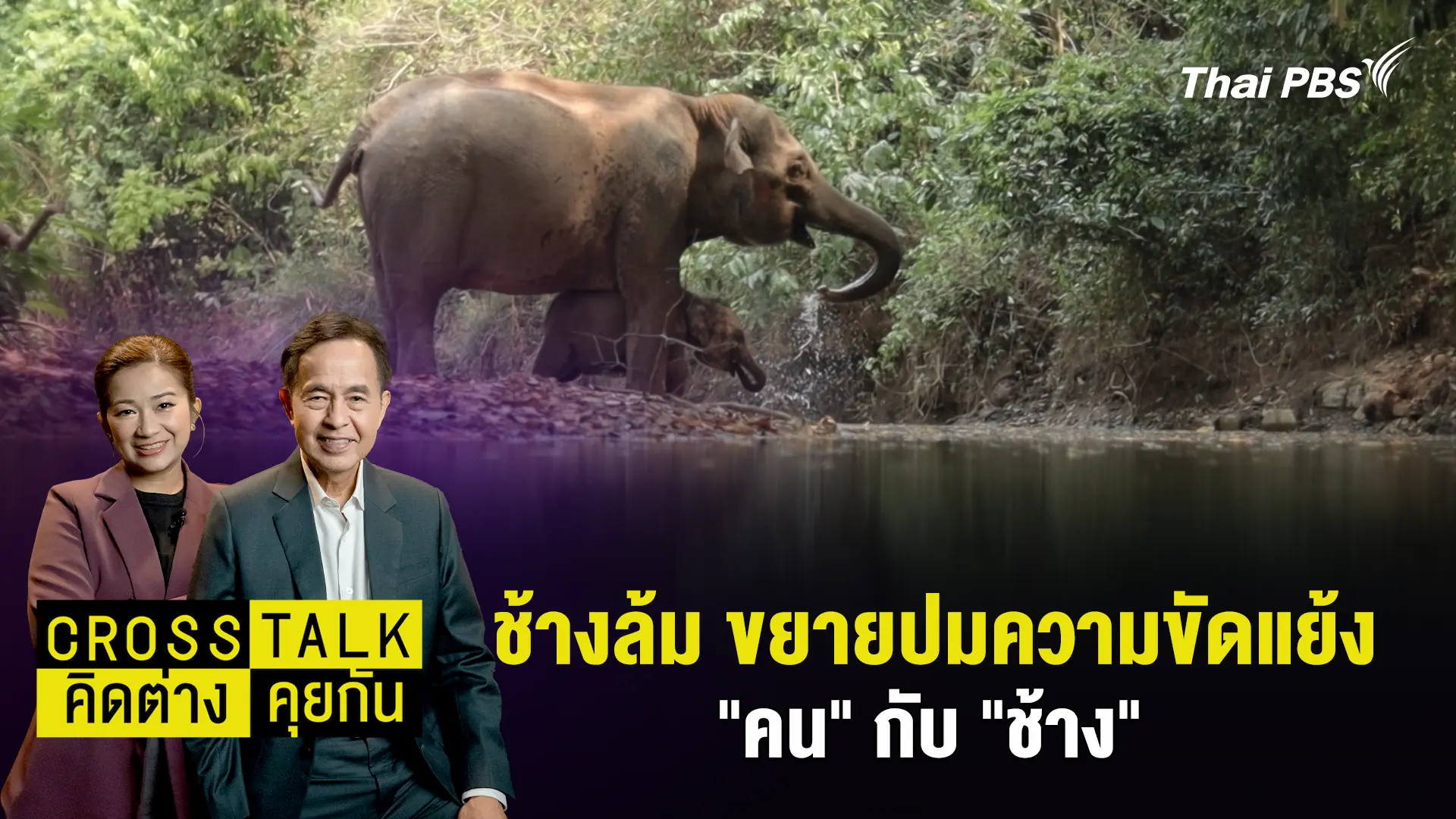 ช้างล้ม ขยายปมความขัดแย้ง "คน" กับ "ช้าง"