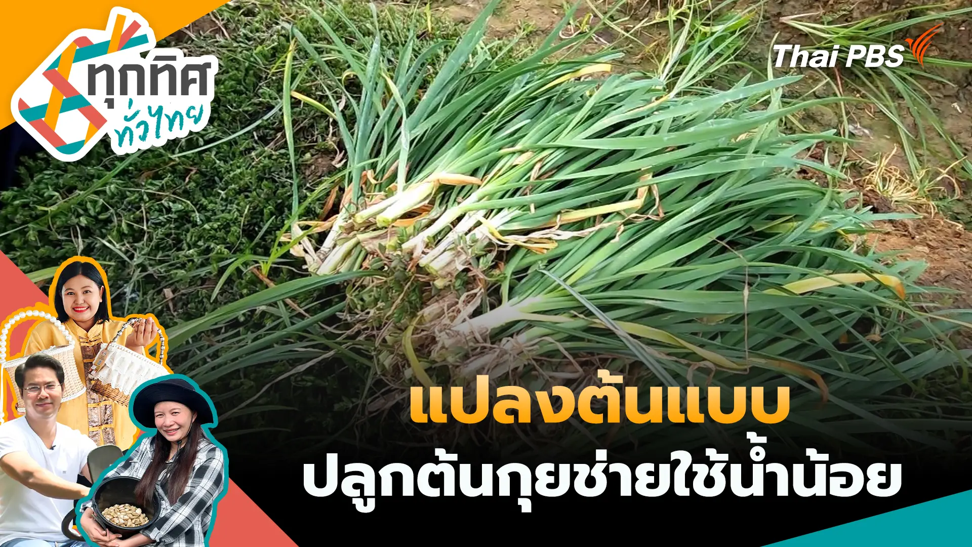 แปลงต้นแบบปลูกต้นกุยช่ายใช้น้ำน้อย
