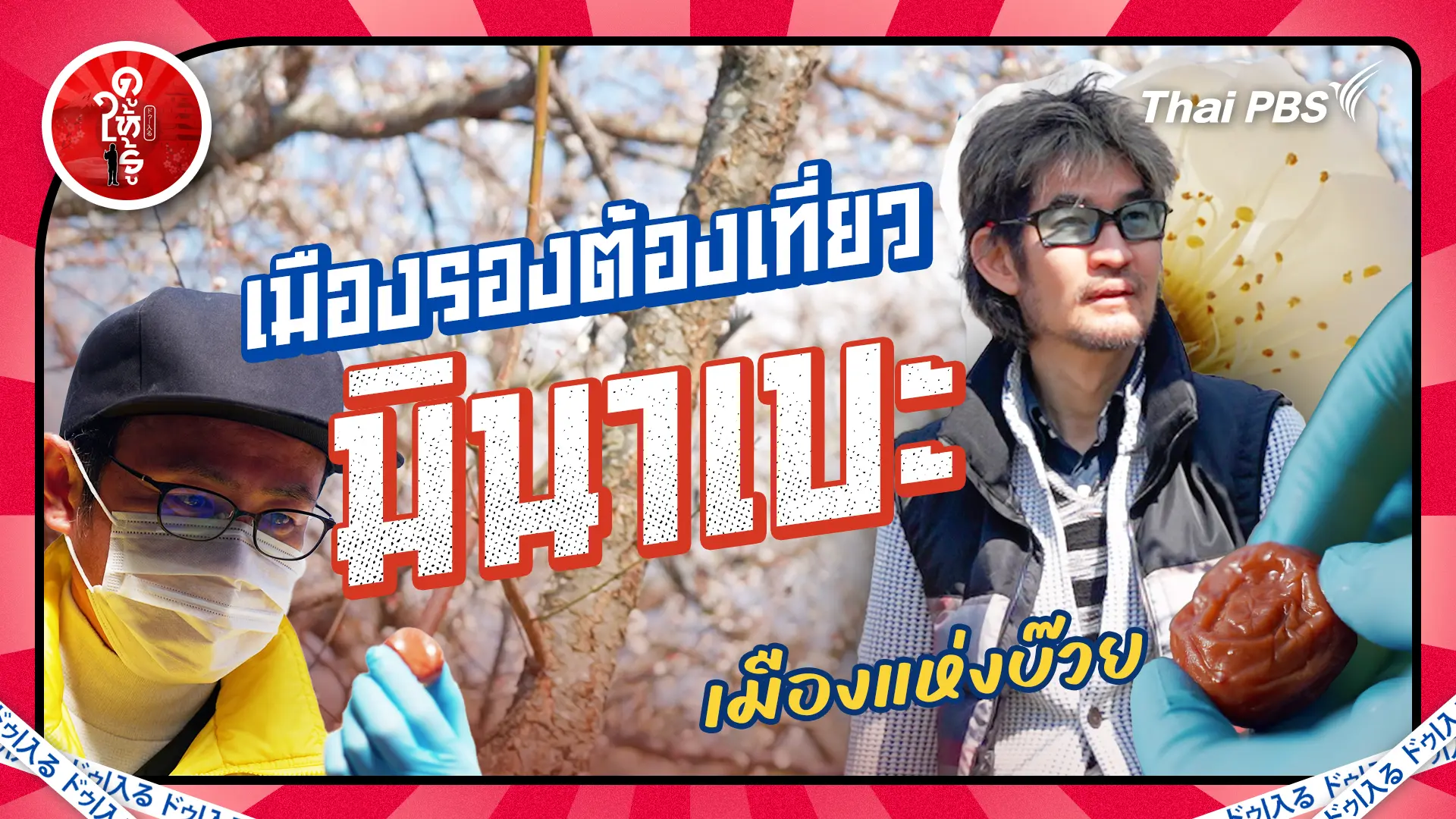 เมืองรองต้องเที่ยว “มินาเบะ” ดอกบ๊วยงามติดอันดับในญี่ปุ่น