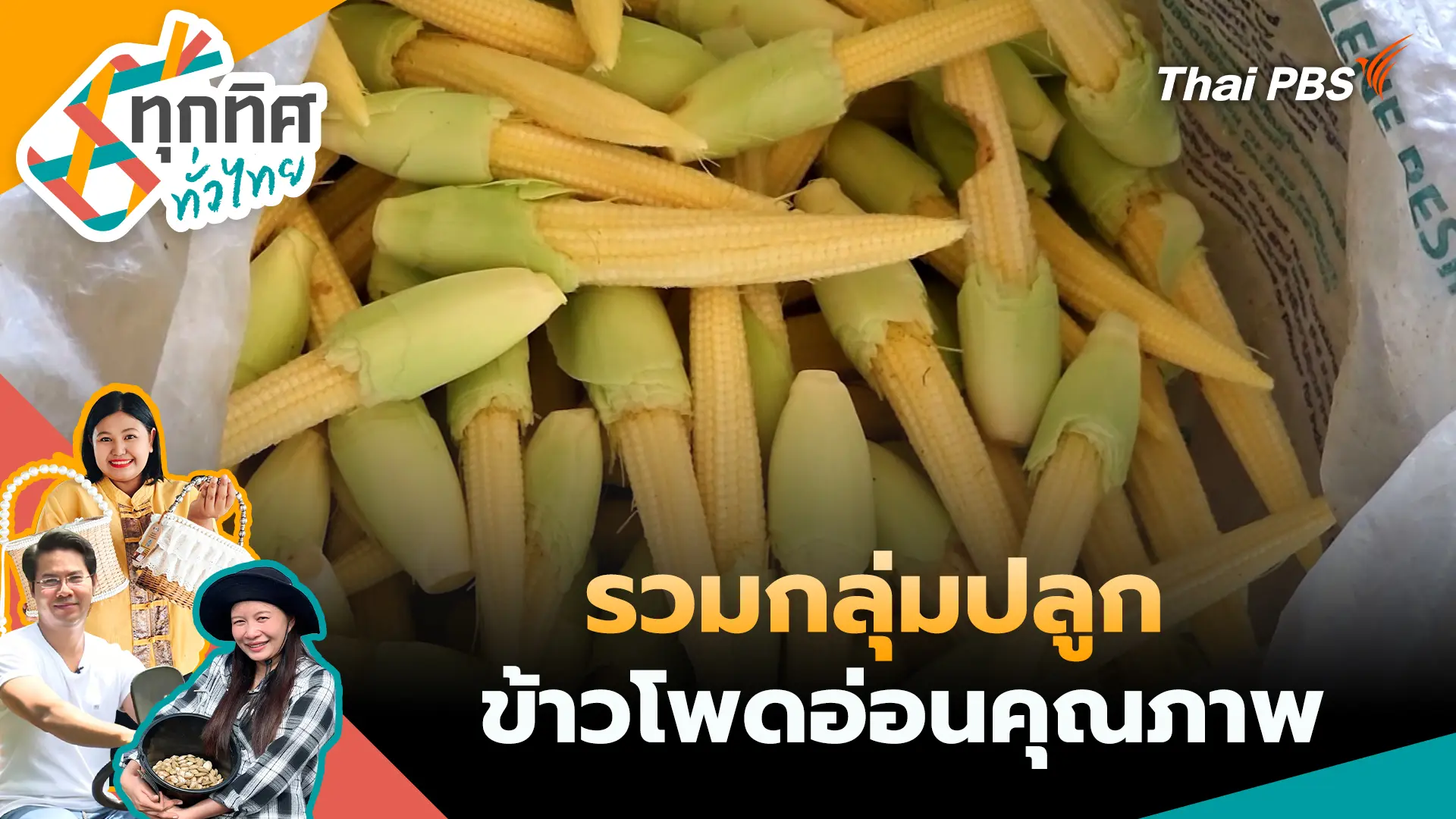 รวมกลุ่มปลูกข้าวโพดอ่อนคุณภาพ