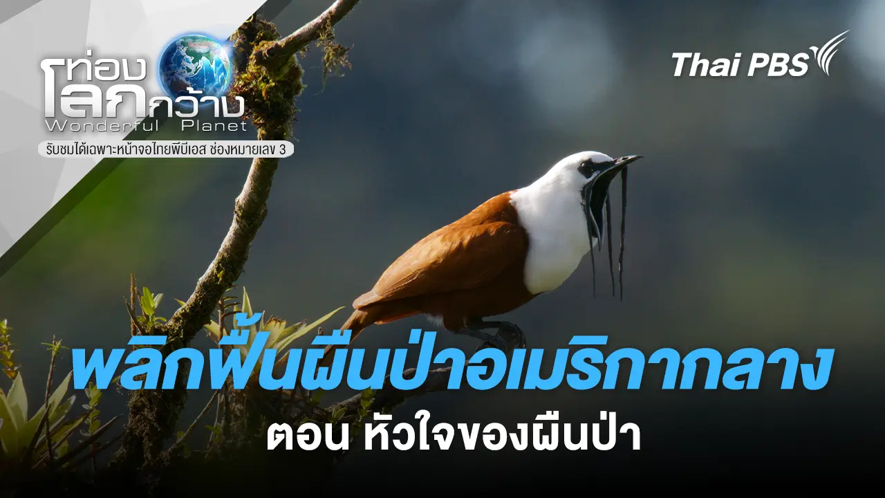 พลิกฟื้นผืนป่าอเมริกากลาง ตอน หัวใจของผืนป่า