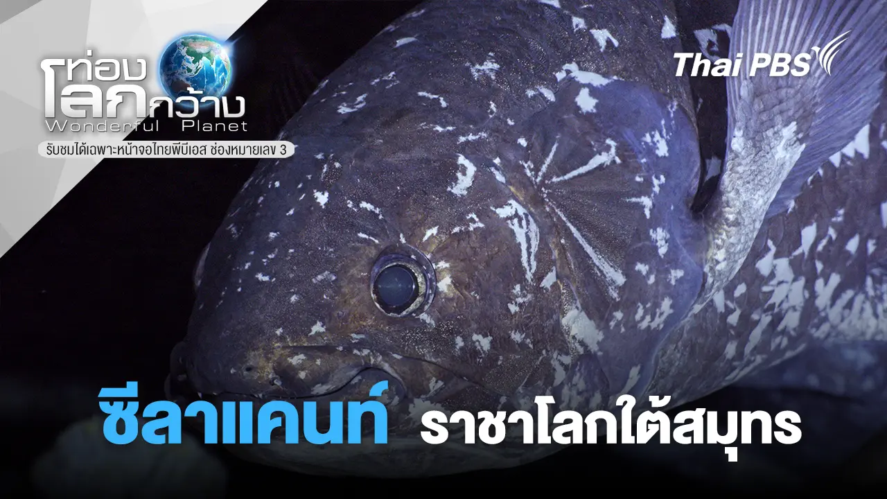 ซีลาแคนท์ - ราชาโลกใต้สมุทร