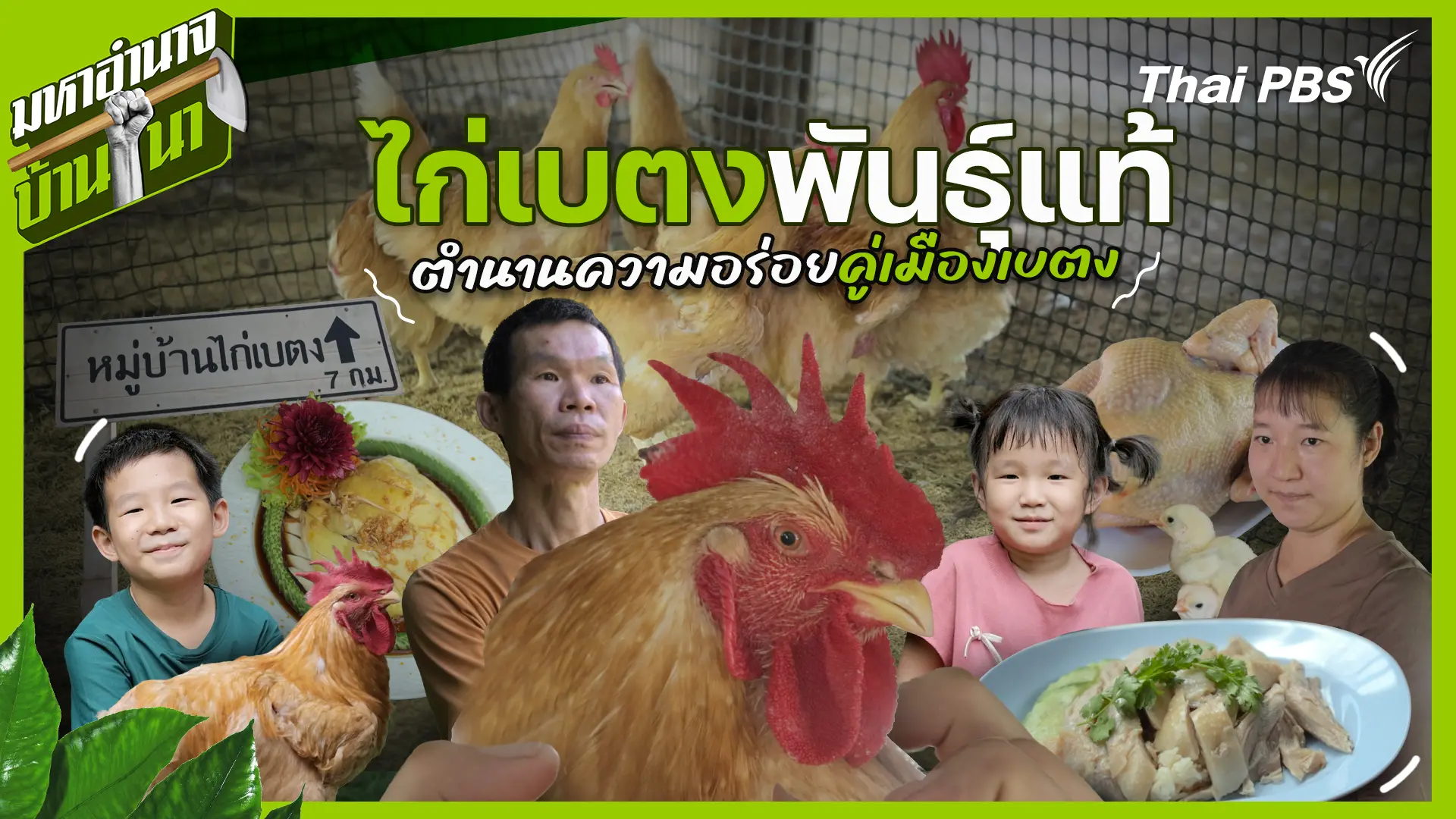 ไก่เบตงพันธุ์แท้ ตำนานความอร่อยคู่เมืองเบตง