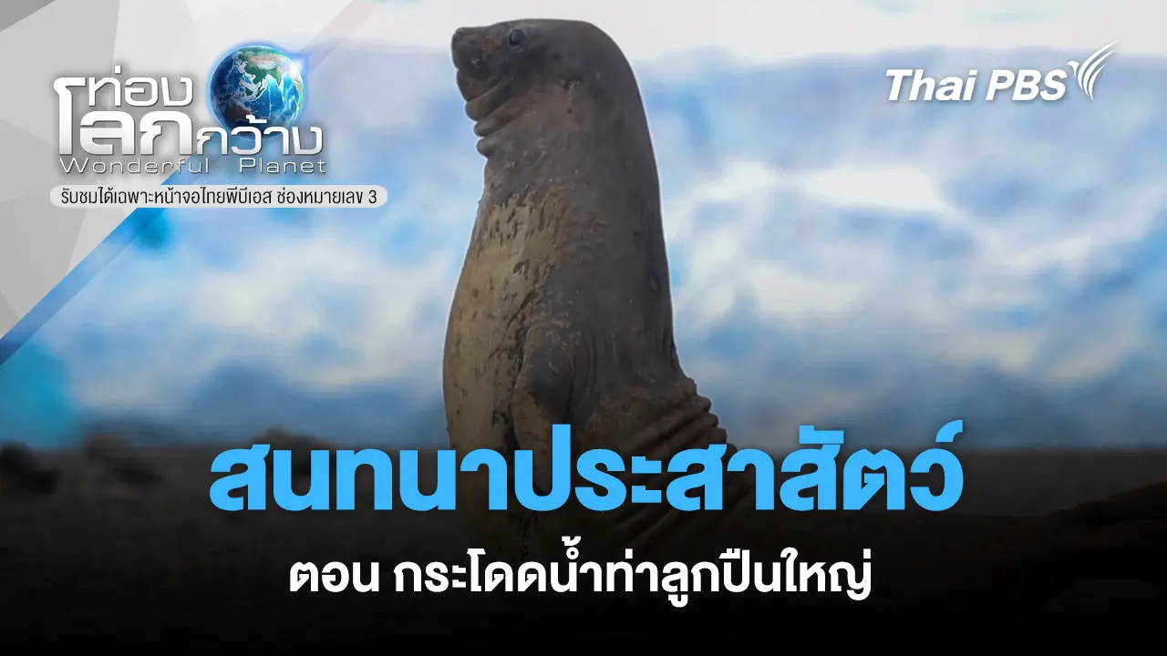 สนทนาประสาสัตว์ ตอน กระโดดน้ำท่าลูกปืนใหญ่ และ แบบนี้ไม่น่ารักเลย