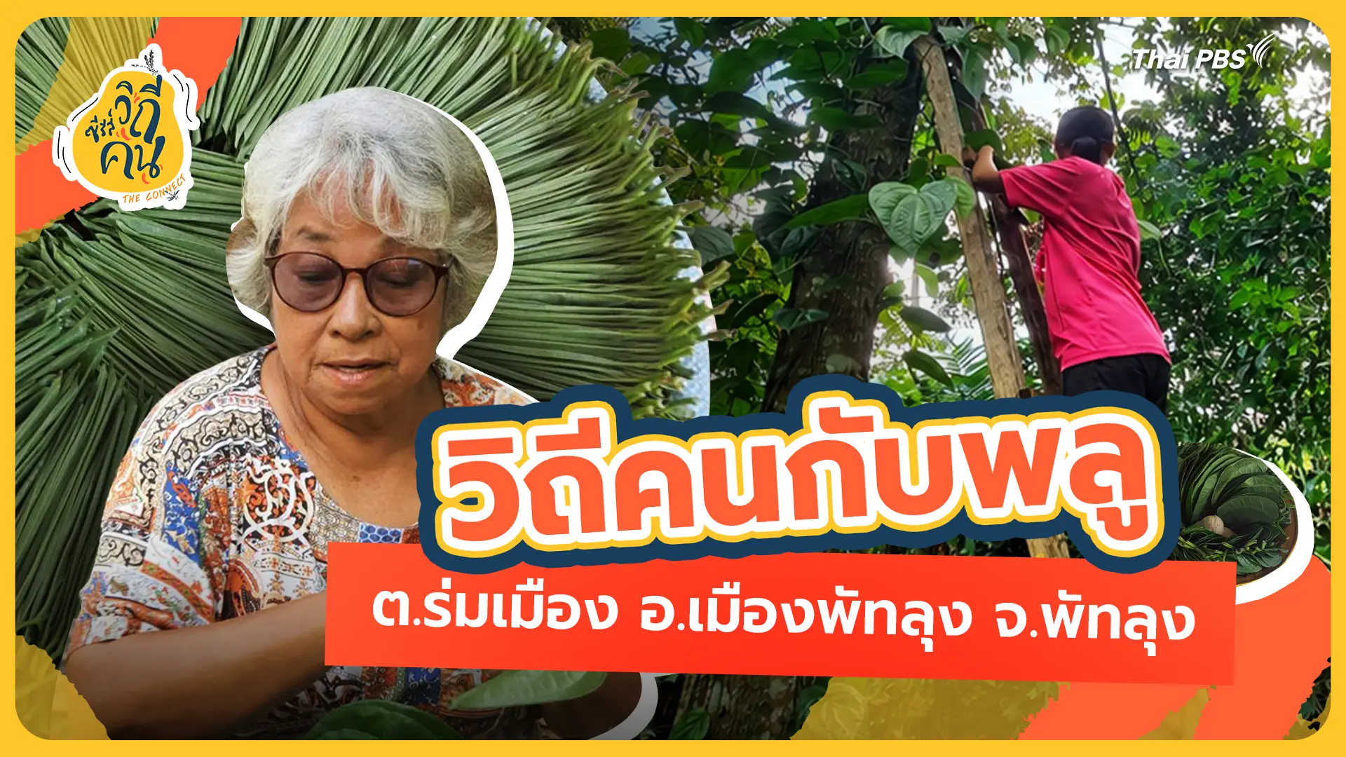 วิถีคนกับพลู ต.ร่มเมือง อ.เมืองพัทลุง จ.พัทลุง