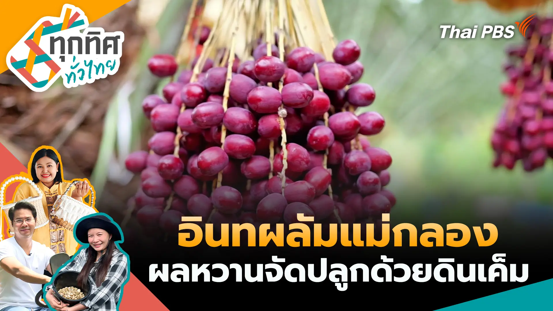 อินทผลัมแม่กลองผลหวานจัดปลูกด้วยดินเค็ม