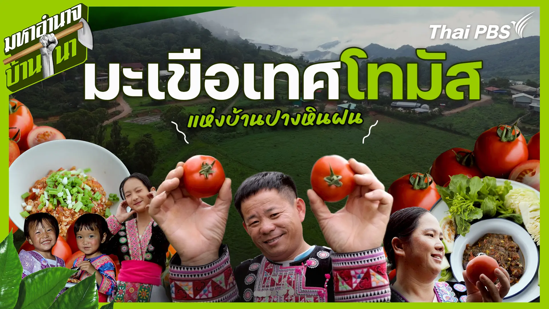 มะเขือเทศโทมัส แห่งบ้านปางหินฝน
