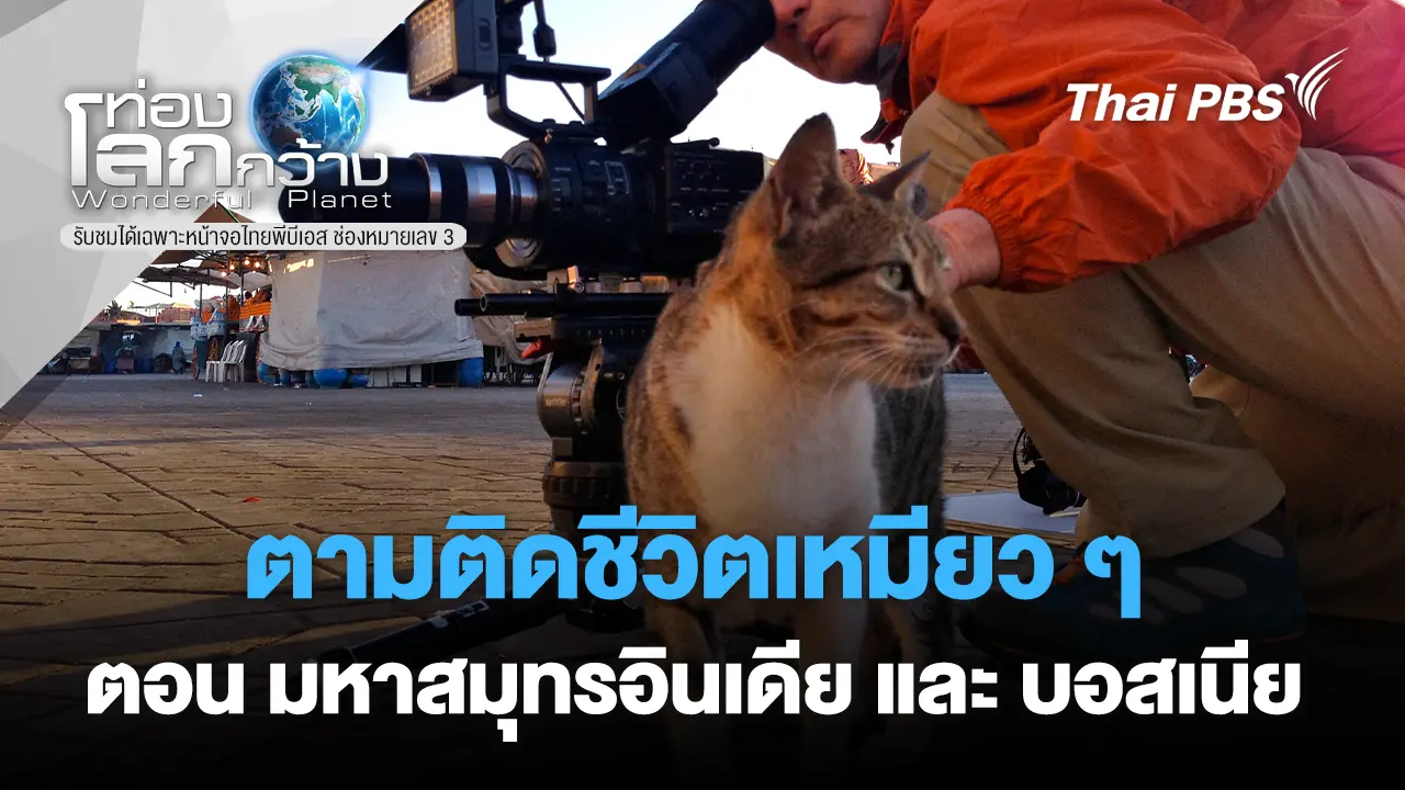 ตามติดชีวิตเหมียว ๆ ตอน มหาสมุทรอินเดีย และ บอสเนีย