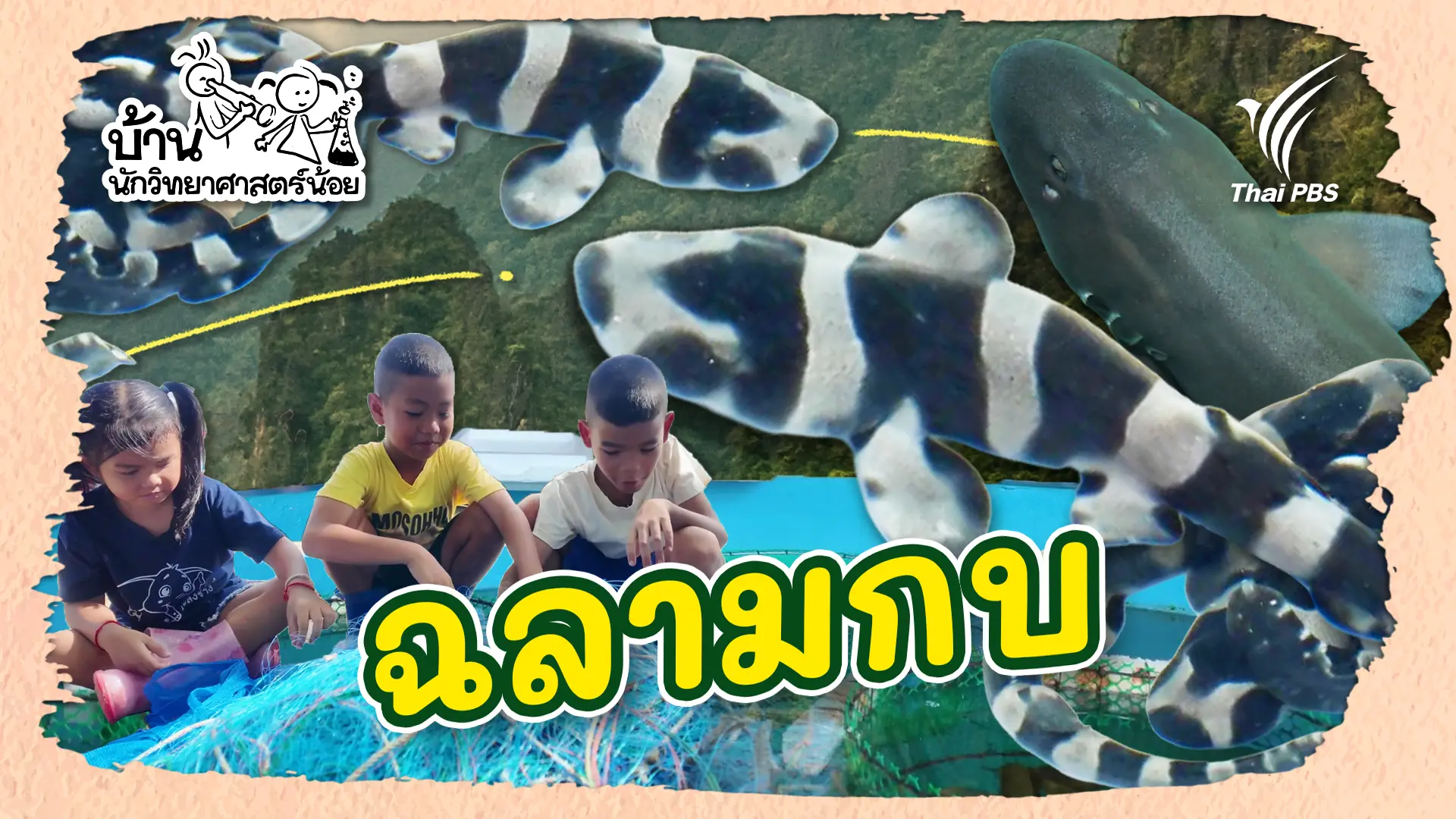 ฉลามกบ