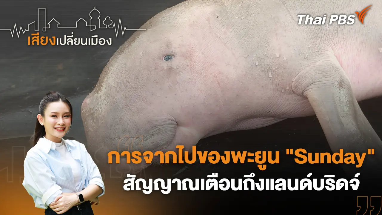 การจากไปของพะยูน "Sunday" สัญญาณเตือนถึงแลนด์บริดจ์