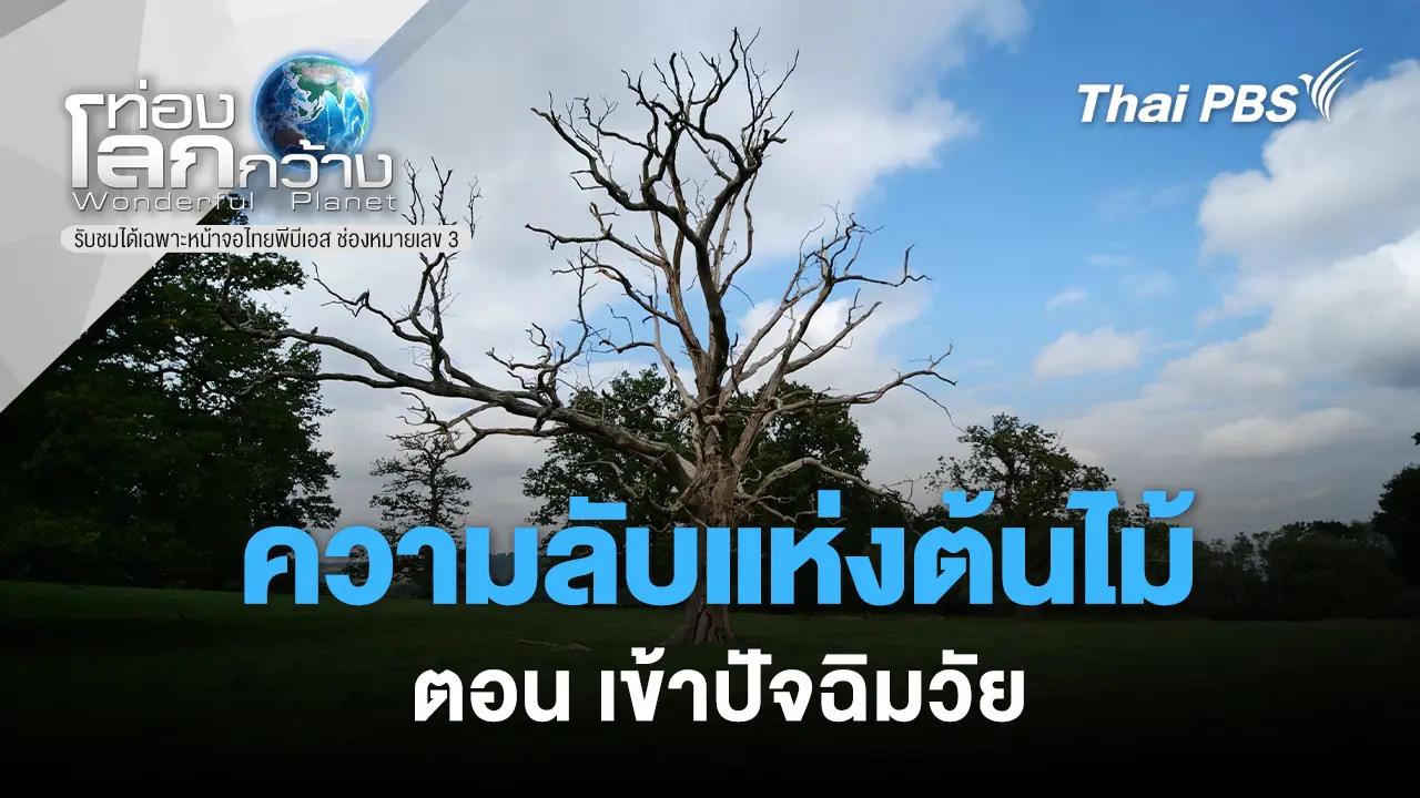 ความลับแห่งต้นไม้ ตอน เข้าปัจฉิมวัย  