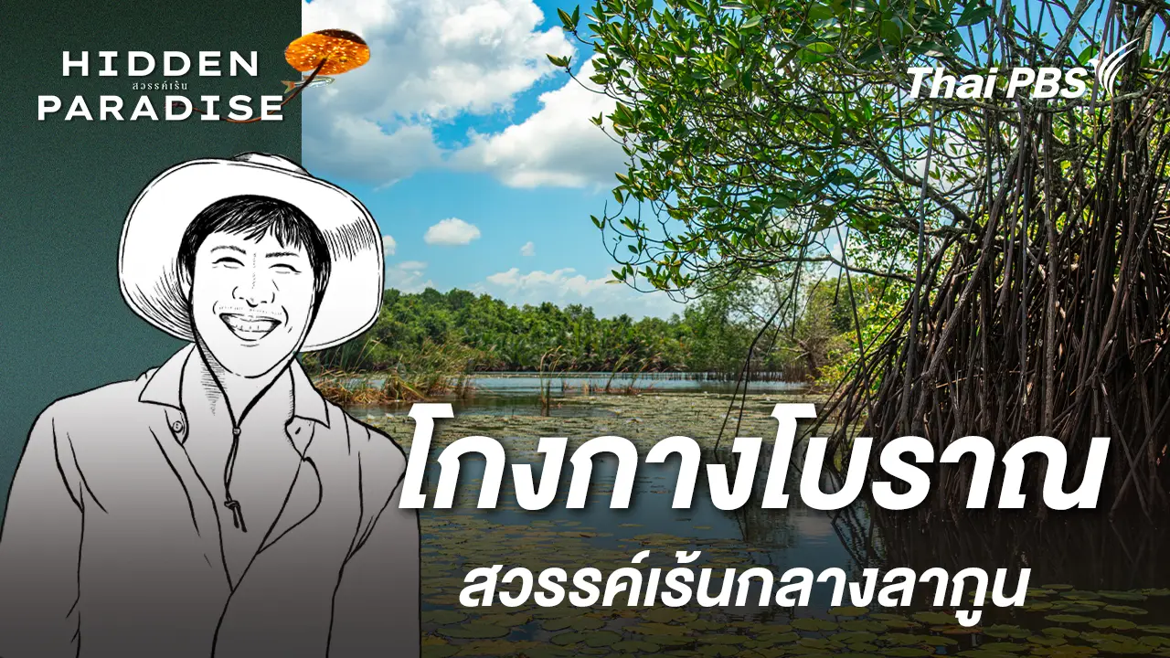 โกงกางโบราณ : สวรรค์เร้นกลางลากูน
