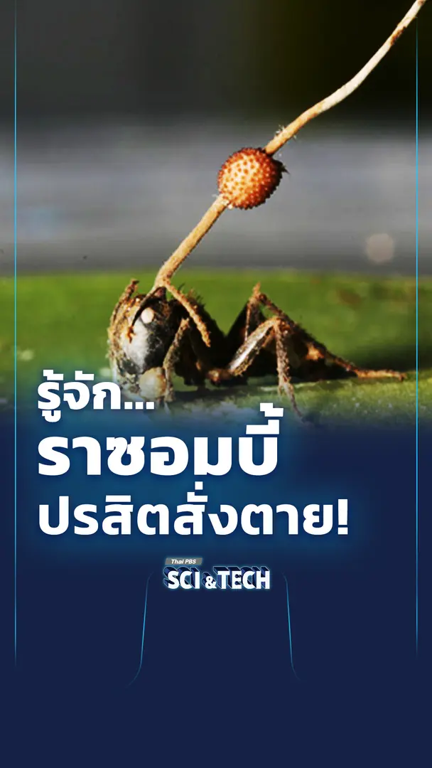 รู้จัก...ราซอมบี้ ปรสิตสั่งตาย