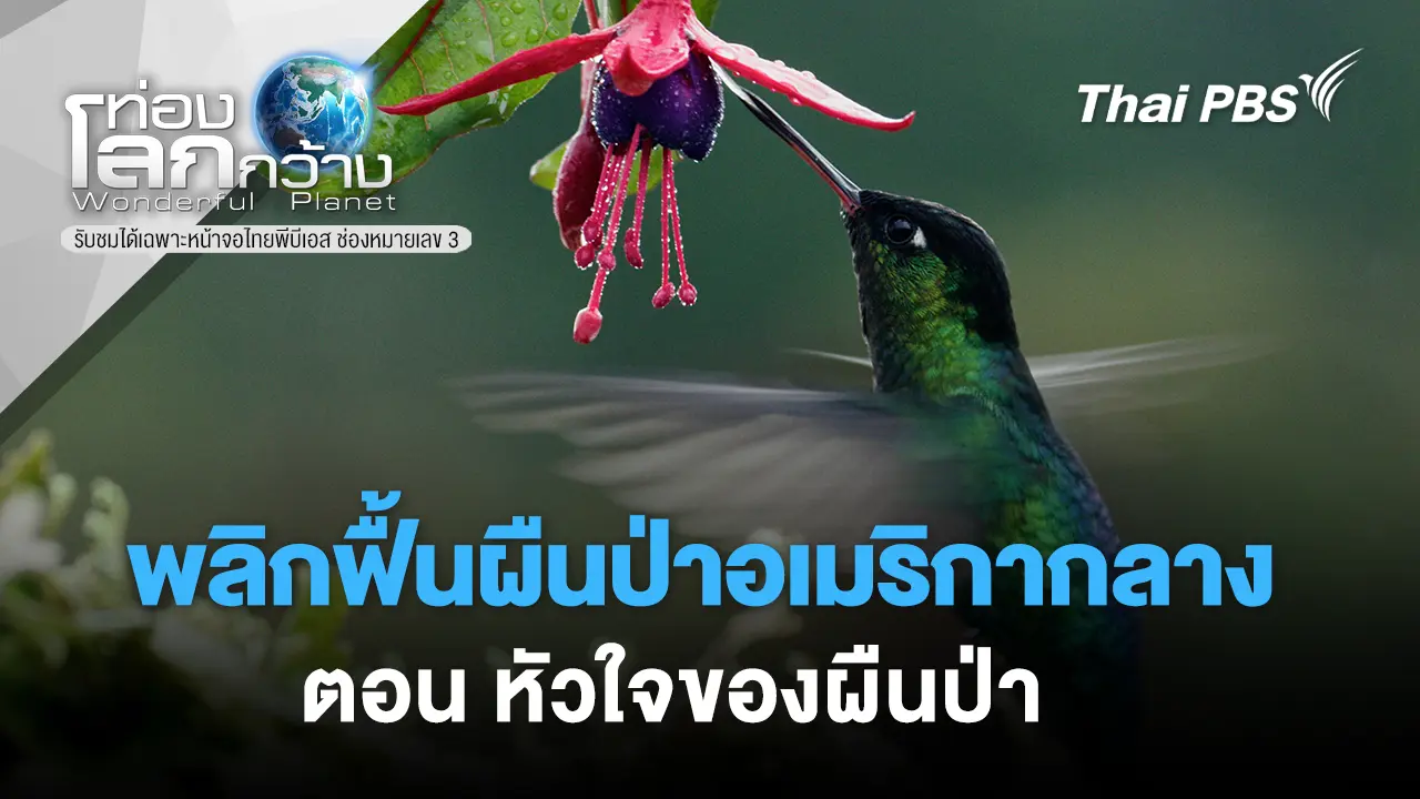 พลิกฟื้นผืนป่าอเมริกากลาง ตอน หัวใจของผืนป่า 