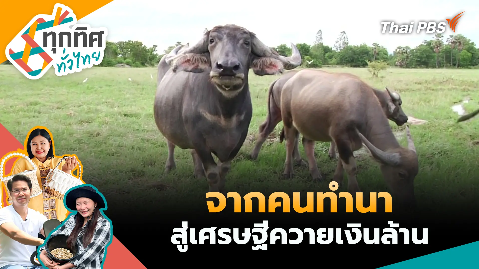 จากคนทำนาสู่เศรษฐีควายเงินล้าน