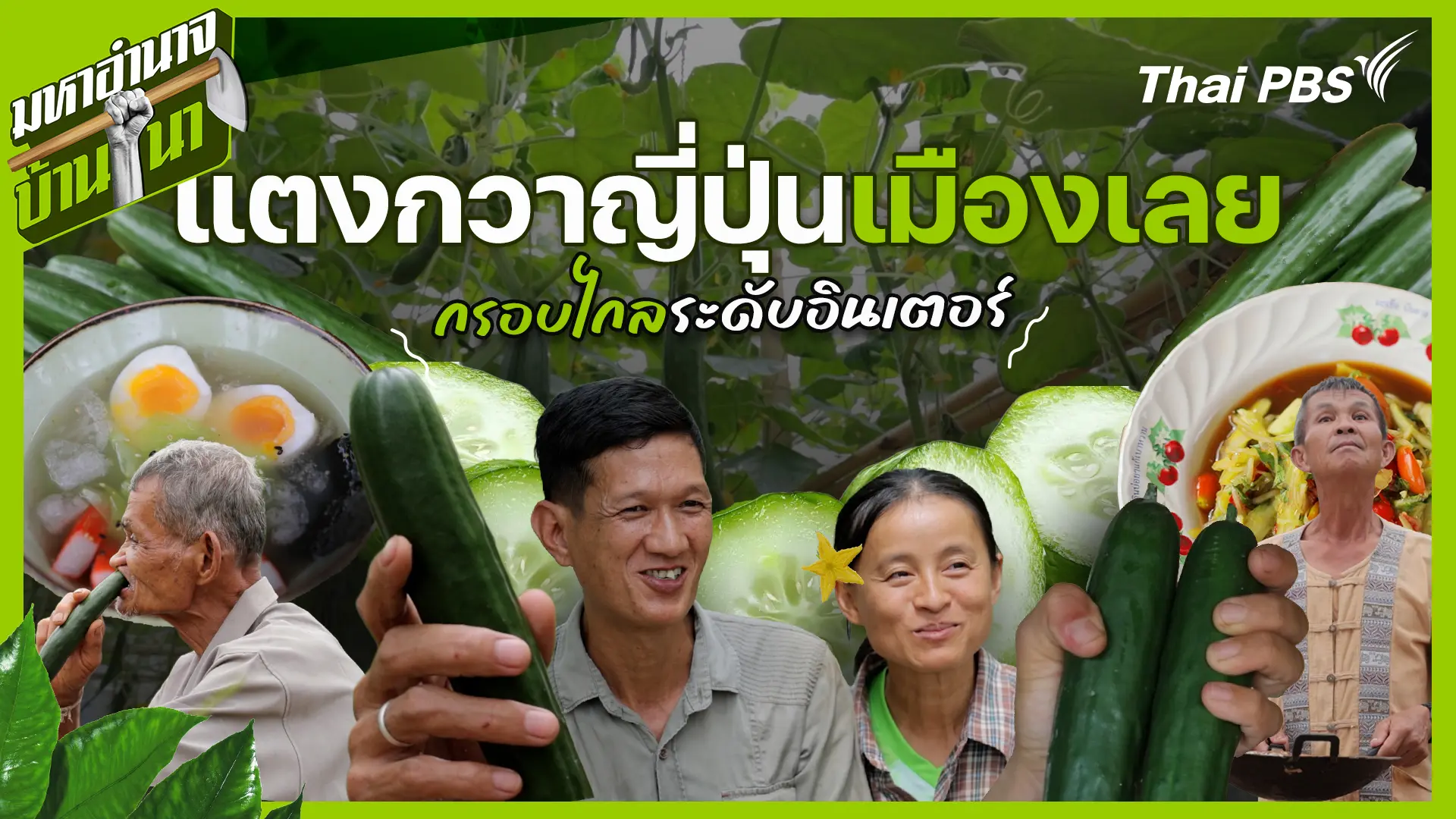 แตงกวาญี่ปุ่นเมืองเลย กรอบไกลระดับอินเตอร์