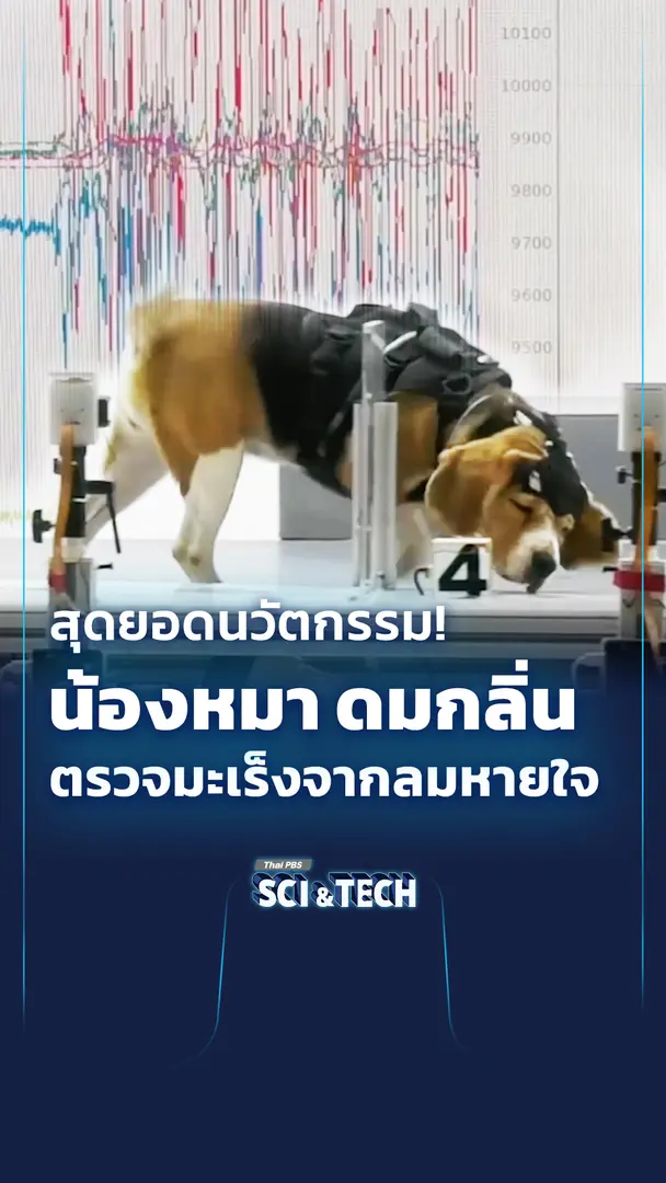 "น้องหมา" ดมกลิ่น ตรวจมะเร็งจากลมหายใจ