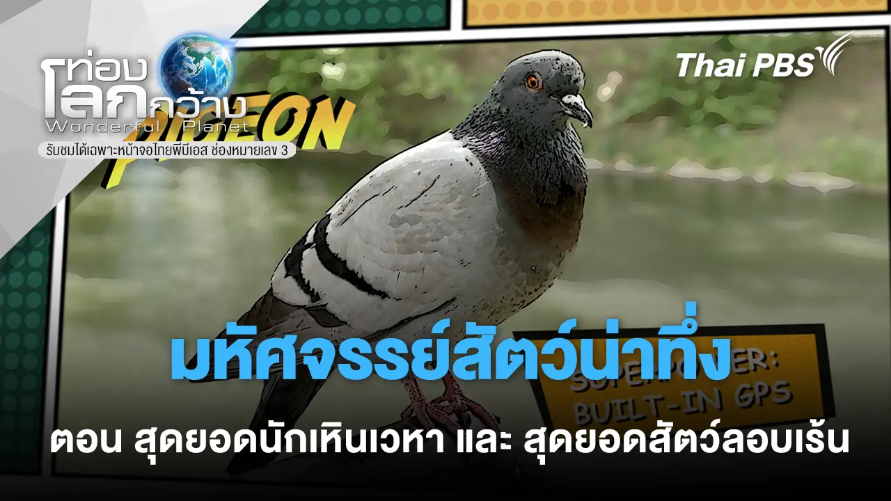  มหัศจรรย์สัตว์น่าทึ่ง ตอน สุดยอดนักเหินเวหา และ สุดยอดสัตว์ลอบเร้น