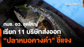 กมธ. อว. ชุดใหญ่ เรียก 11 บริษัทส่งออก "ปลาหมอคางดำ" เข้าชี้แจง