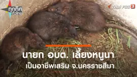 นายก อบต. เลี้ยงหนูนาเป็นอาชีพเสริม จ.นครราชสีมา
