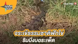 จระเข้ธรรมชาติฟักไข่ริมบึงบอระเพ็ด