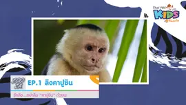 ลิงคาปูชิน