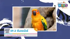 นกซันคอนัวร์