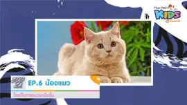 น้องแมว