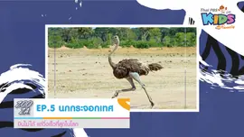 นกกระจอกเทศ