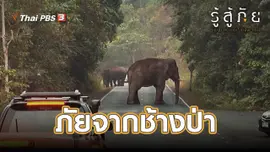 ​ภัยจากช้างป่า