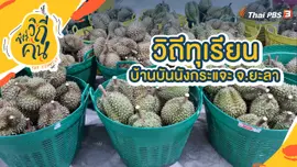 วิถีทุเรียน บ้านบันนังกระแจะ อ.ธารโต จ.ยะลา