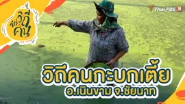วิถีคนกะบกเตี้ย อ.เนินขาม จ.ชัยนาท