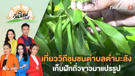 เที่ยววิถีชุมชนตำบลตำมะลัง เก็บฝักถั่วขาวมาแปรรูปเป็นอาหารพื้นถิ่น | วันใหม่วาไรตี้ | 21 ก.พ. 66