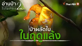 ป่าผลัดใบในฤดูแล้ง