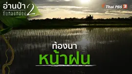 ท้องนาหน้าฝน