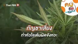 กัญชาเสี่ยงทำหัวใจเต้นผิดจังหวะ