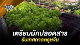 เตรียมผักปลอดสารรับเทศกาลตรุษจีน