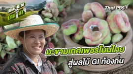 มะขามเทศเพชรโนนไทย สู่ผลไม้ GI ท้องถิ่น