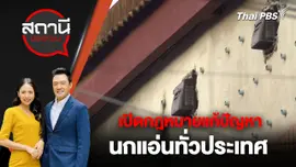 เปิดกฎหมายแก้ปัญหานกแอ่นทั่วประเทศ