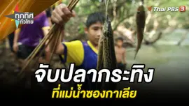 จับปลากระทิงที่แม่น้ำซองกาเลีย