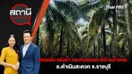 ร้อนแล้ง แย่งน้ำ กระทบสวนมะพร้าวน้ำหอม อ.ดำเนินสะดวก จ.ราชบุรี